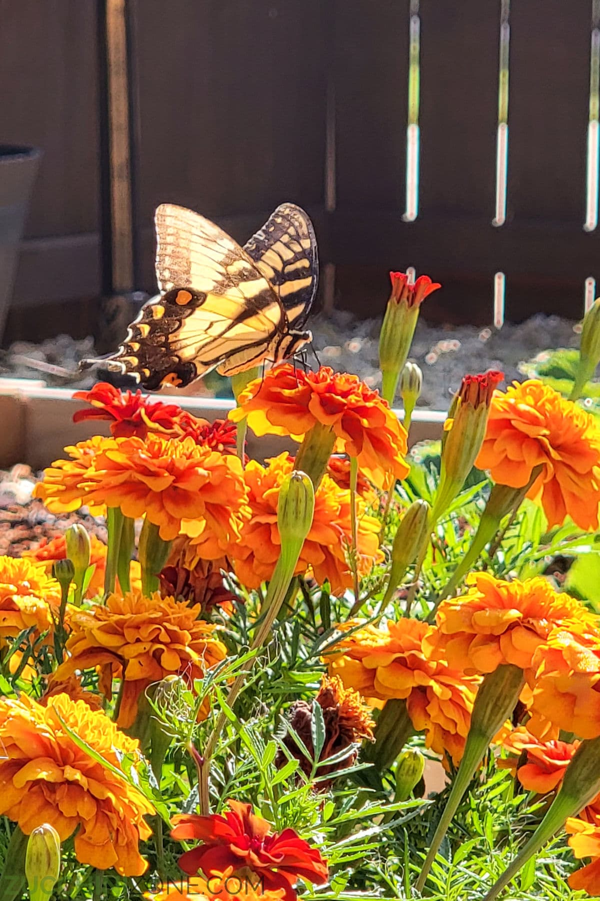 A butterfly on an orange marigold.