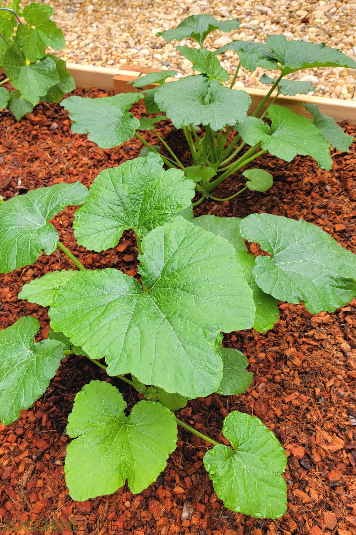 Two zucchini plants side by side in a small home garden.