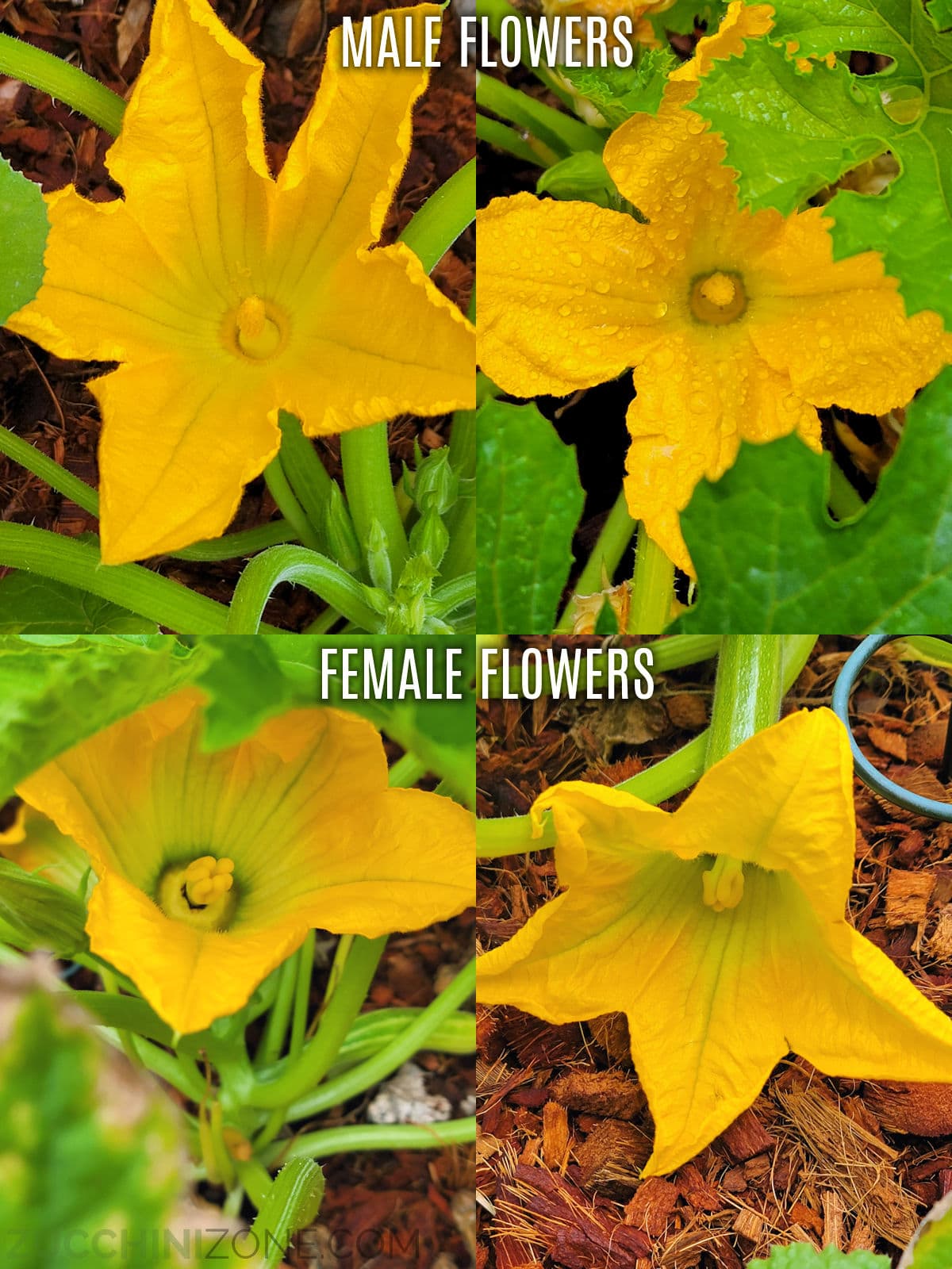 A graphic showing multiple male and female zucchini flowers side by side.