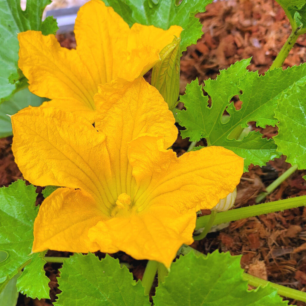 Zucchini vs Cucumber What's the Difference? Zucchini Zone