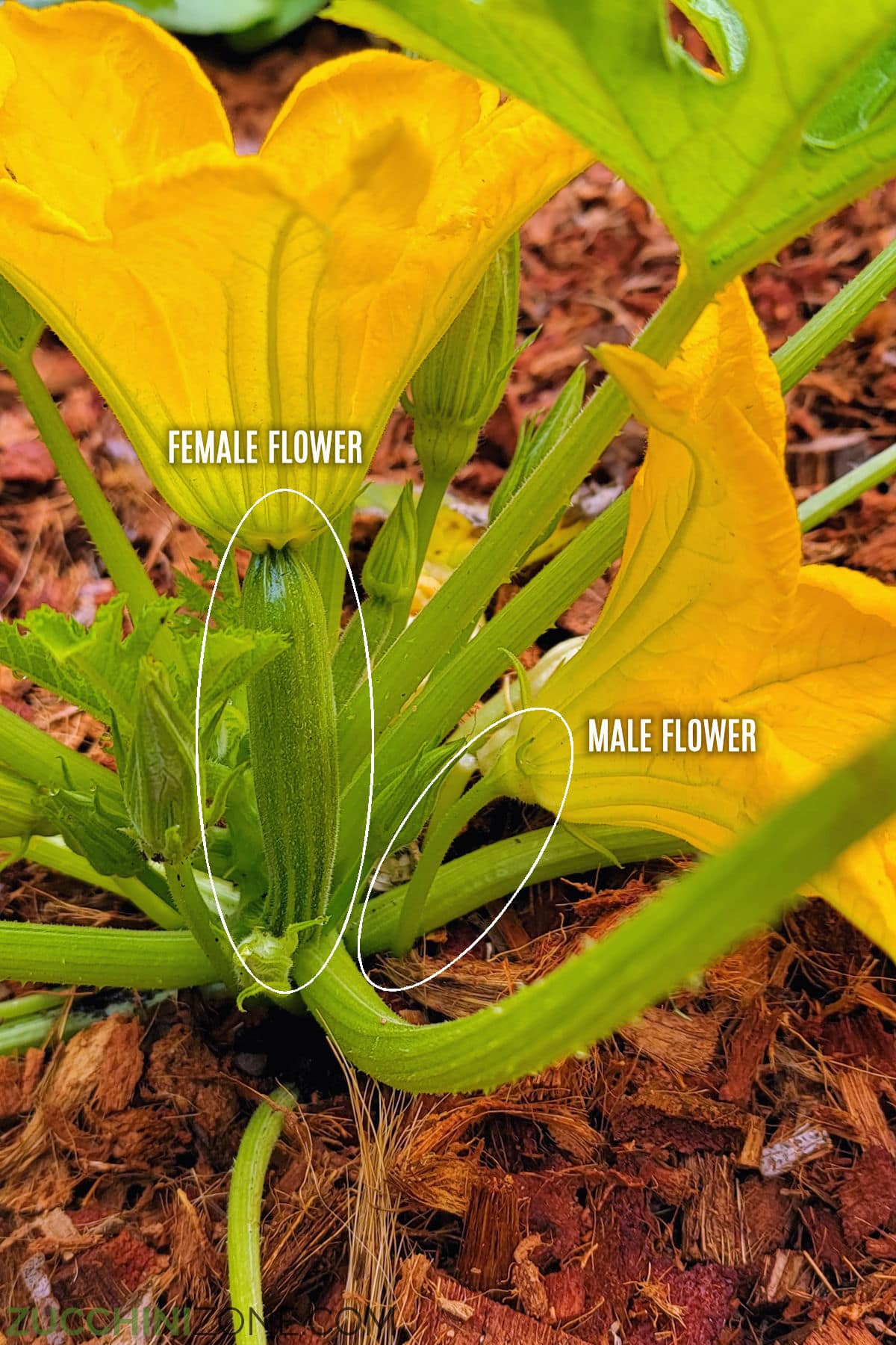 A graphic showing a male zucchini flower and female zucchini flower side by side.