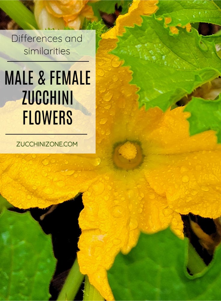 The Difference Between Male and Female Zucchini Flowers - Zucchini Zone