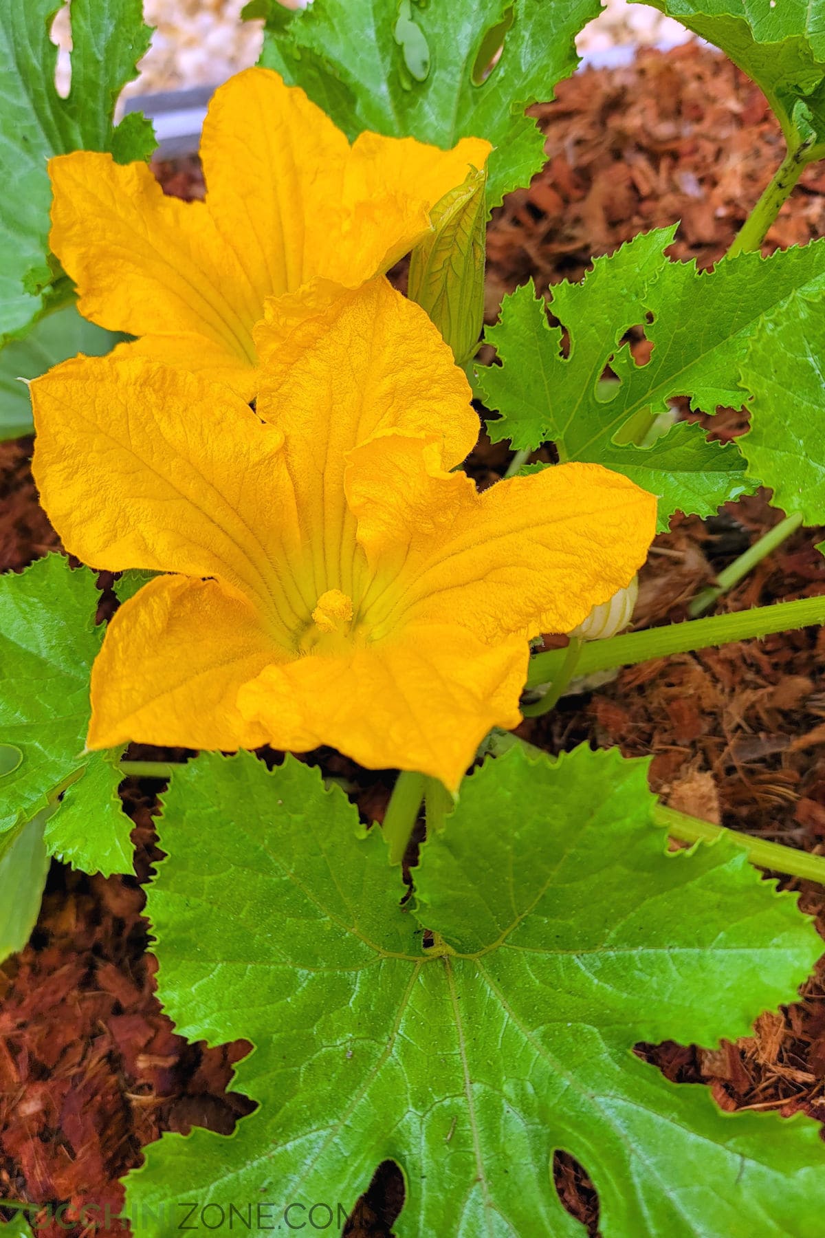 Large yellow zucchini flowers on a zucchini plant.